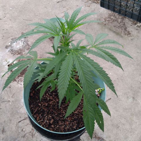 White Truffle Pupil growlog timeline photo