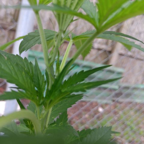 White Truffle Pupil growlog timeline photo
