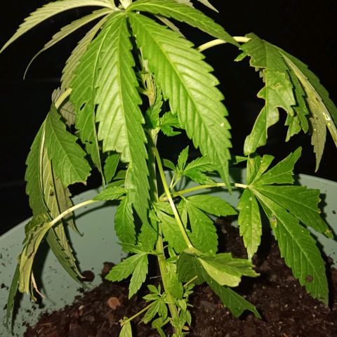 White Truffle Pupil growlog timeline photo