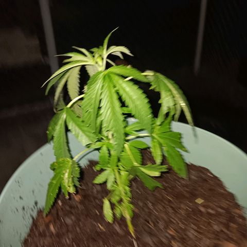 White Truffle Pupil growlog timeline photo