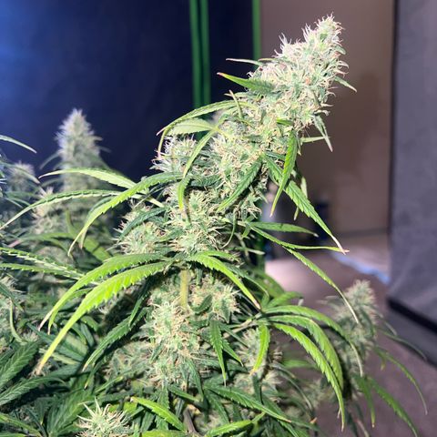 Watermelon Automatic growlog timeline photo