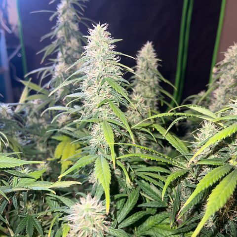 Watermelon Automatic growlog timeline photo