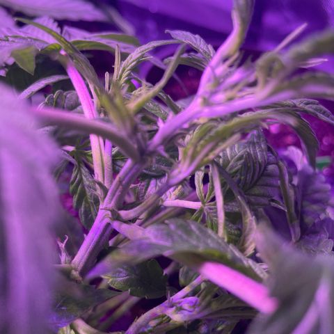 Quick One growlog timeline photo