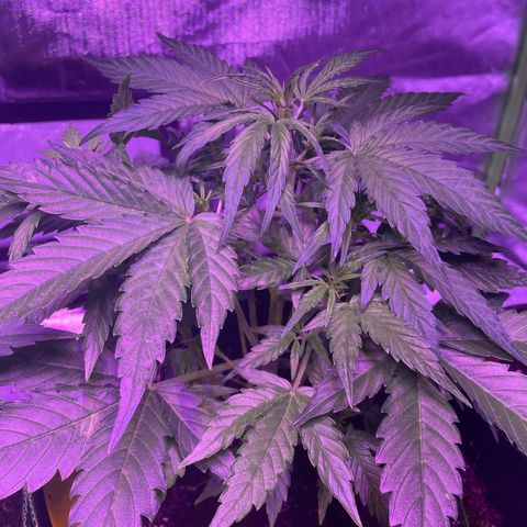 Do-Si-Dos Automatic growlog timeline photo
