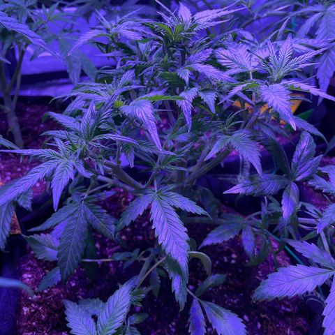 White widdow  growlog timeline photo