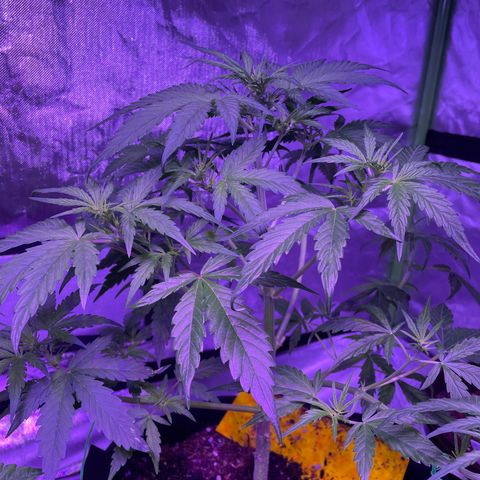 Do-Si-Dos Automatic growlog timeline photo
