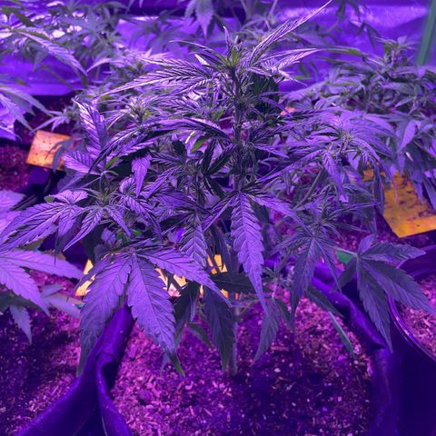 Quick One growlog timeline photo