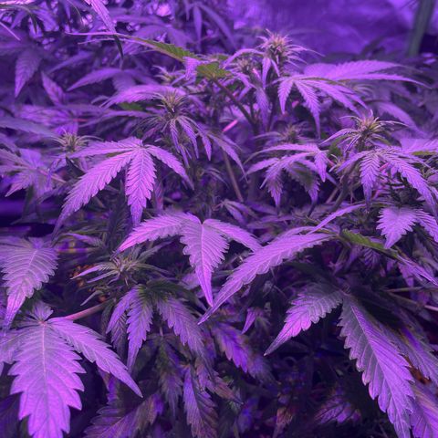 White widdow  growlog timeline photo