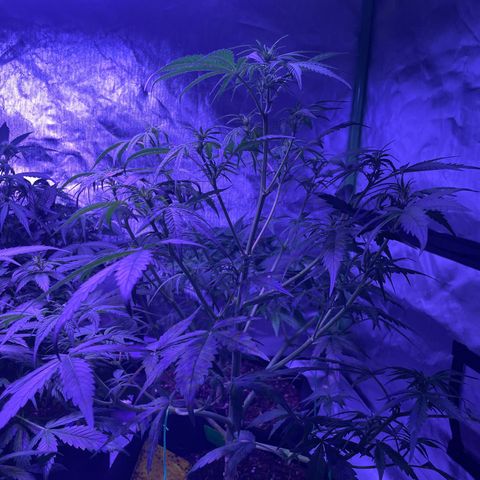 Do-Si-Dos Automatic growlog timeline photo