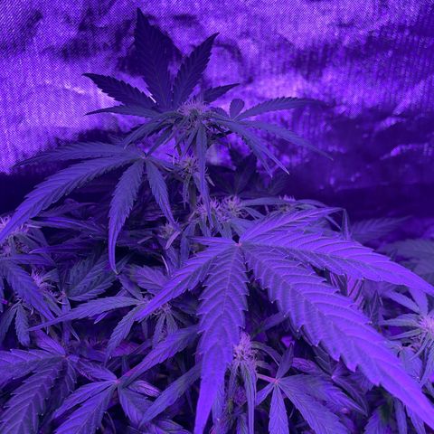 Quick One growlog timeline photo
