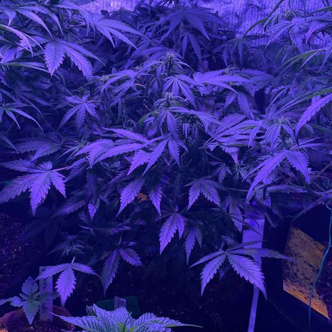 White widdow  growlog timeline photo