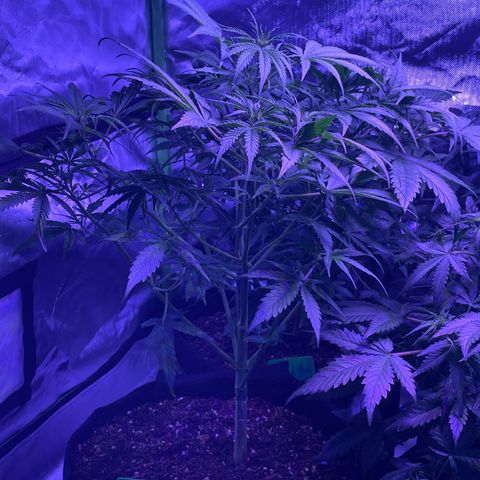 Do-Si-Dos Automatic growlog timeline photo