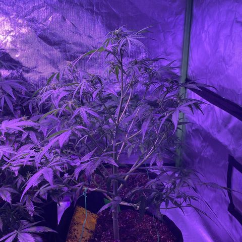 Quick One growlog timeline photo