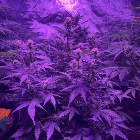 White widdow  growlog timeline photo