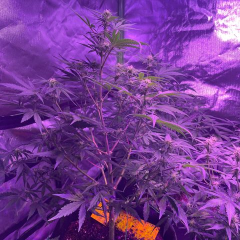 Do-Si-Dos Automatic growlog timeline photo
