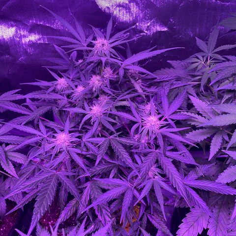 Quick One growlog timeline photo