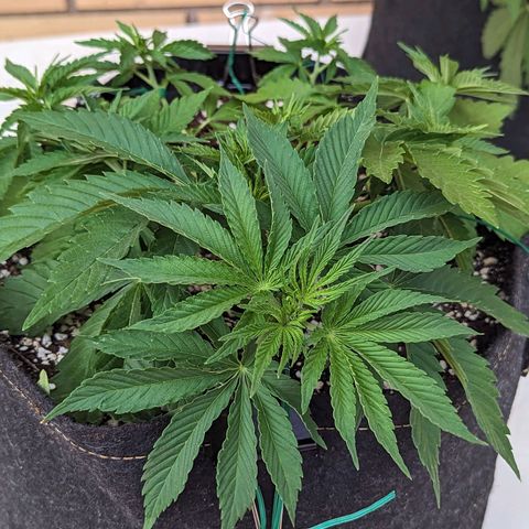 Royal Queens #1 growlog timeline photo