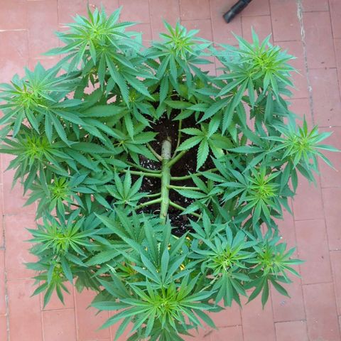 Royal Queens #1 growlog timeline photo