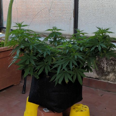 Royal Queens #1 growlog timeline photo