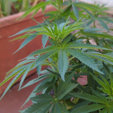 Royal Queens #1 growlog timeline photo