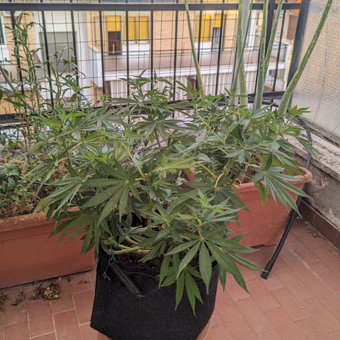 Royal Queens #1 growlog timeline photo