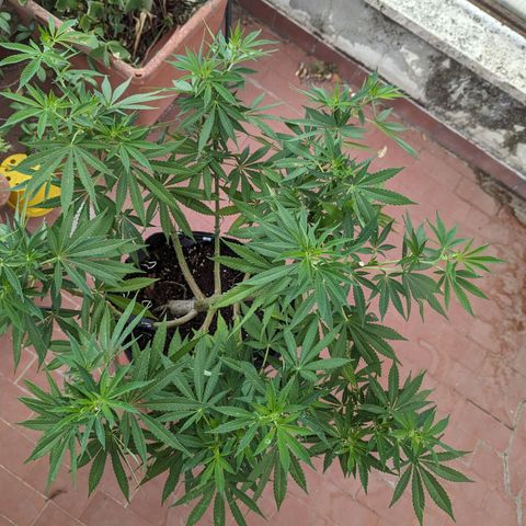 Royal Queens #1 growlog timeline photo