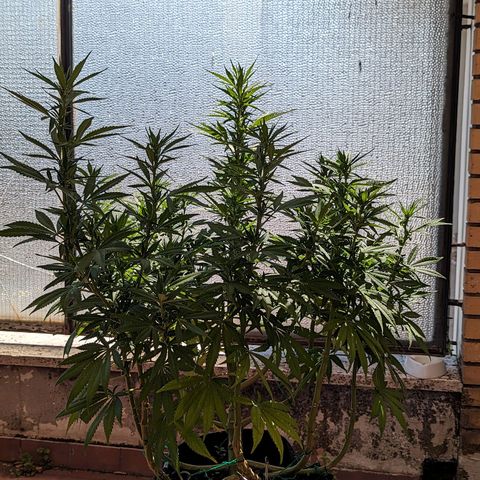 Royal Queens #1 growlog timeline photo