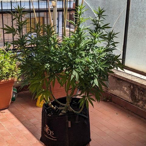 Royal Queens #1 growlog timeline photo