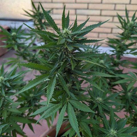 Royal Queens #1 growlog timeline photo