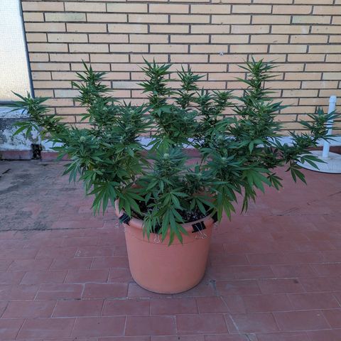 Royal Queens #1 growlog timeline photo