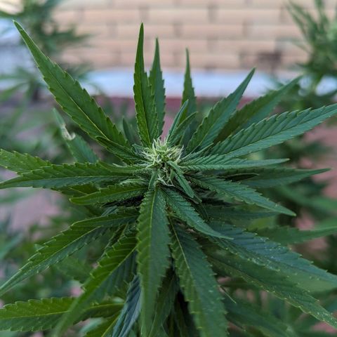 Royal Queens #1 growlog timeline photo