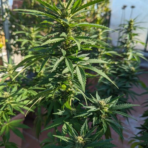 Royal Queens #1 growlog timeline photo