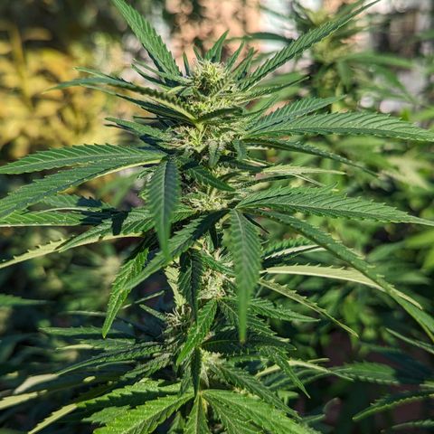 Royal Queens #1 growlog timeline photo