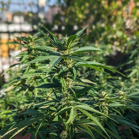 Royal Queens #1 growlog timeline photo