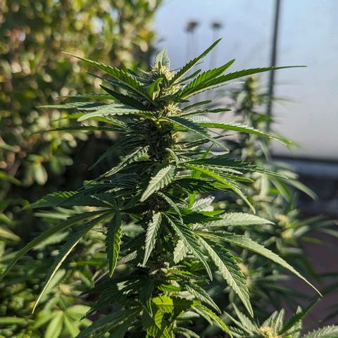 Royal Queens #1 growlog timeline photo