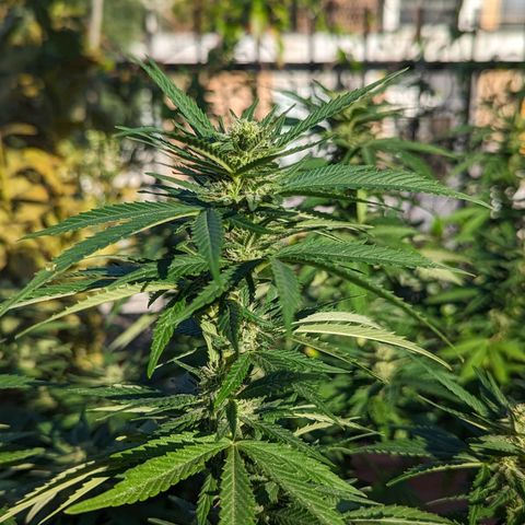 Royal Queens #1 growlog timeline photo