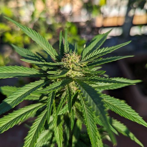 Royal Queens #1 growlog timeline photo