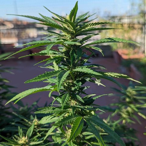 Royal Queens #1 growlog timeline photo