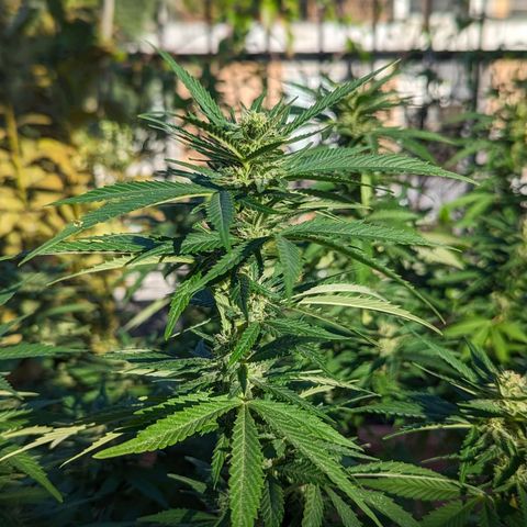 Royal Queens #1 growlog timeline photo