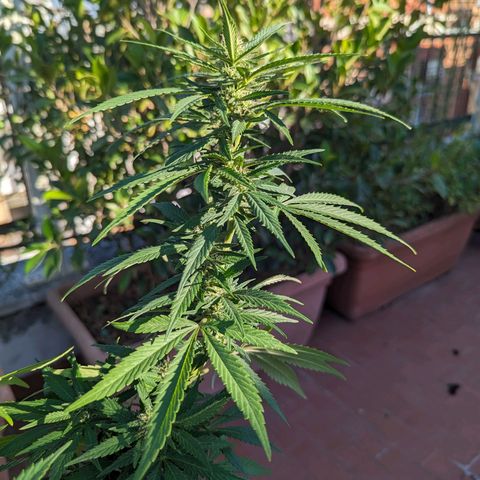 Royal Queens #1 growlog timeline photo