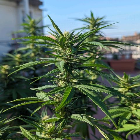 Royal Queens #1 growlog timeline photo