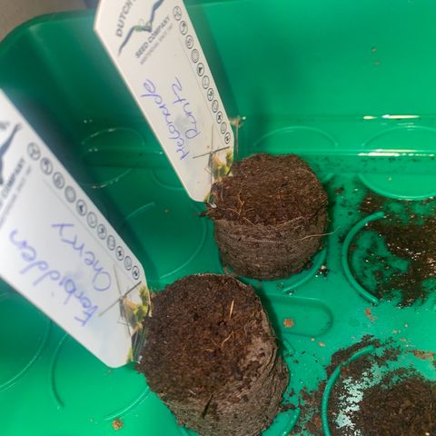 Melonade Runtz Auto erster grow Versuch  growlog timeline photo
