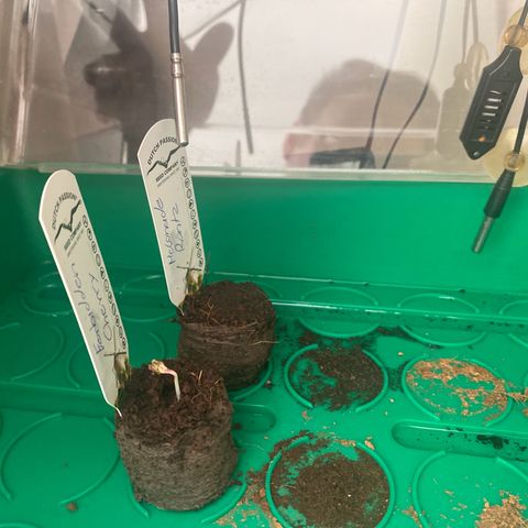 Melonade Runtz Auto erster grow Versuch  growlog timeline photo