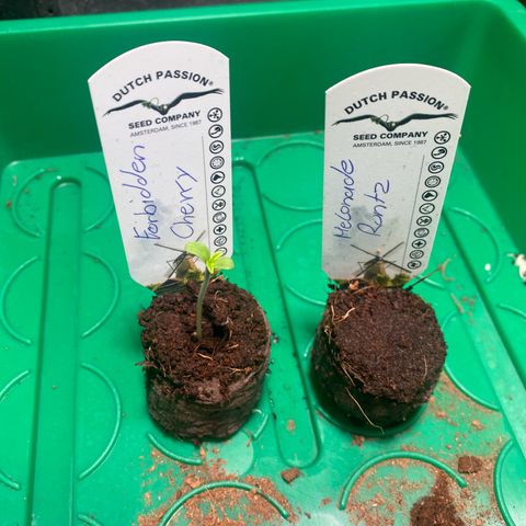 Melonade Runtz Auto erster grow Versuch  growlog timeline photo