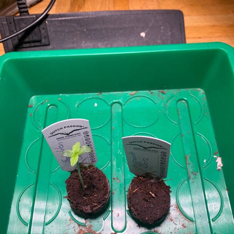 Melonade Runtz Auto erster grow Versuch  growlog timeline photo