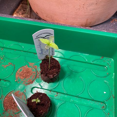 Melonade Runtz Auto erster grow Versuch  growlog photo: Minigewächshaus, kleine 38watt led am südfenster 