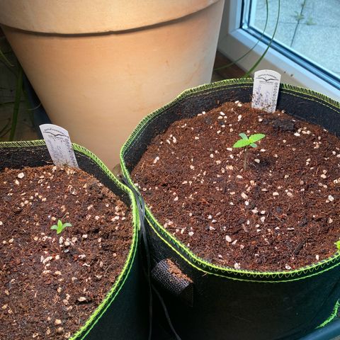 Melonade Runtz Auto erster grow Versuch  growlog photo: Ab in den stofftopf 12L Kokos tomatenerde perlit Gemisch am südfenster zusätzlich 38 Watt led 18 Stunden Beleuchtung 