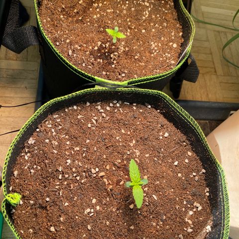 Melonade Runtz Auto erster grow Versuch  growlog photo: Obere Pflanze 