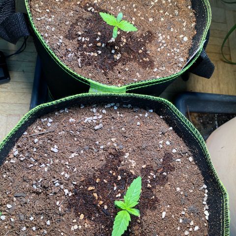Melonade Runtz Auto erster grow Versuch  growlog photo: Alle zwei Tage ca 200ml Leitungswasser 