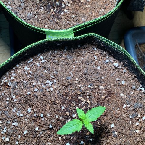 Melonade Runtz Auto erster grow Versuch  growlog timeline photo